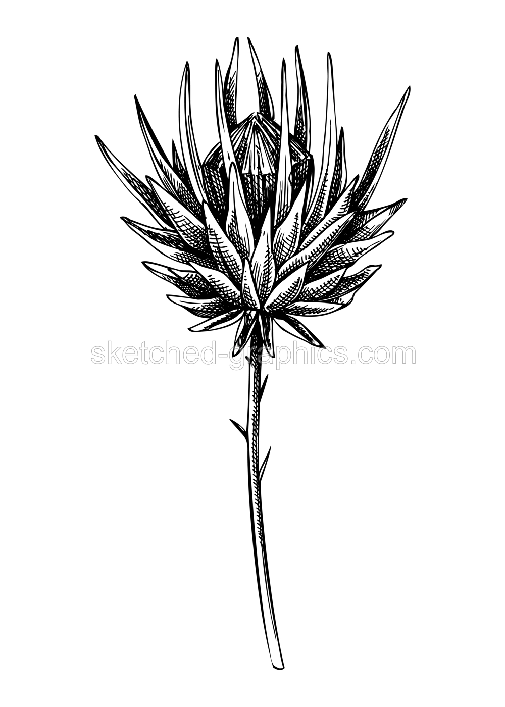 Decorative autumn plant sketch. Sketched dried artichoke drawing. Hand drawn botanical element in vintage style. Dried flower illustrations. For Thanksgiving day design. Illustration